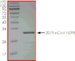Product Element Image